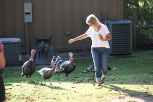 farming animals